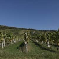 Journée vendanges dans le Burgenland