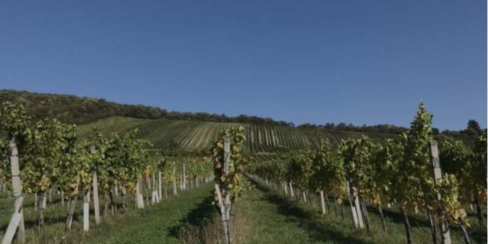 Journée vendanges dans le Burgenland