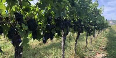 Journée vendanges
